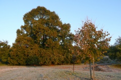 P1170186